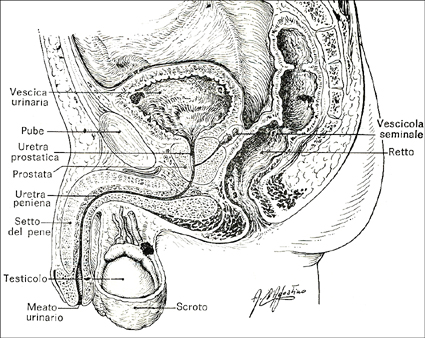 Apparato genitale maschile (da: Lambertini, Manuale di Anatomia, Piccin Editore, Padova)